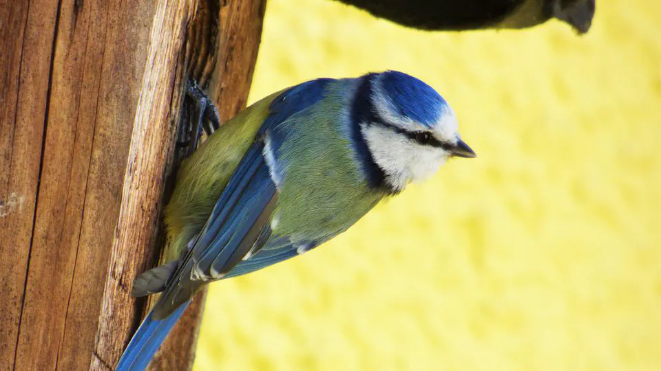Blue tits