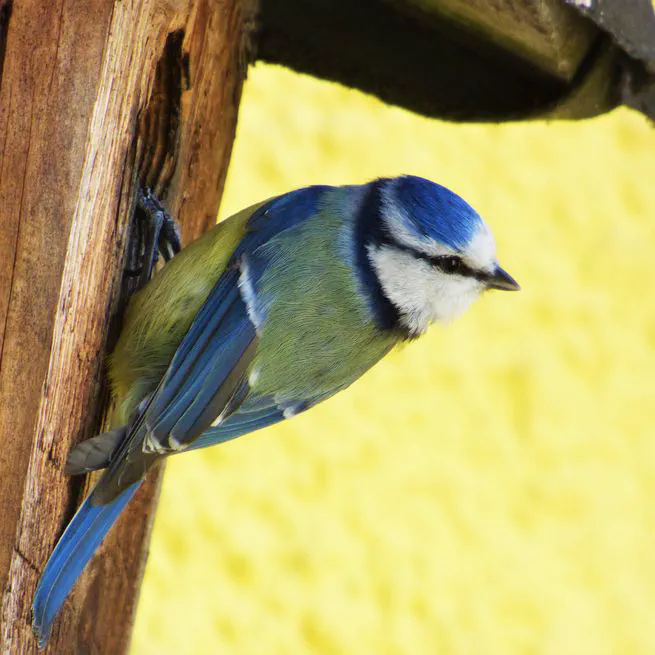 Blue tits