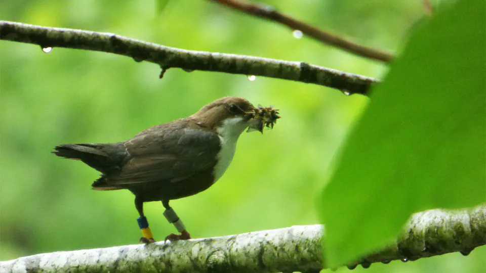 White-throated dippers