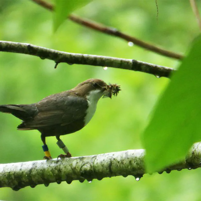 White-throated dippers