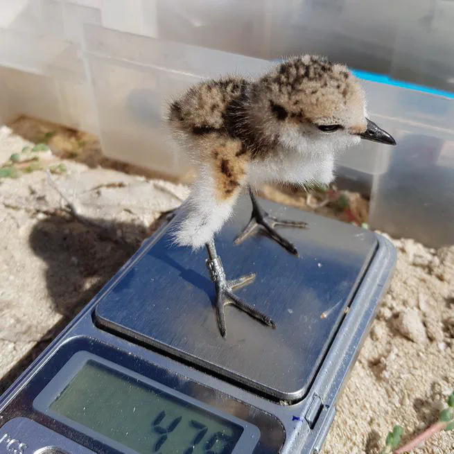 Plovers