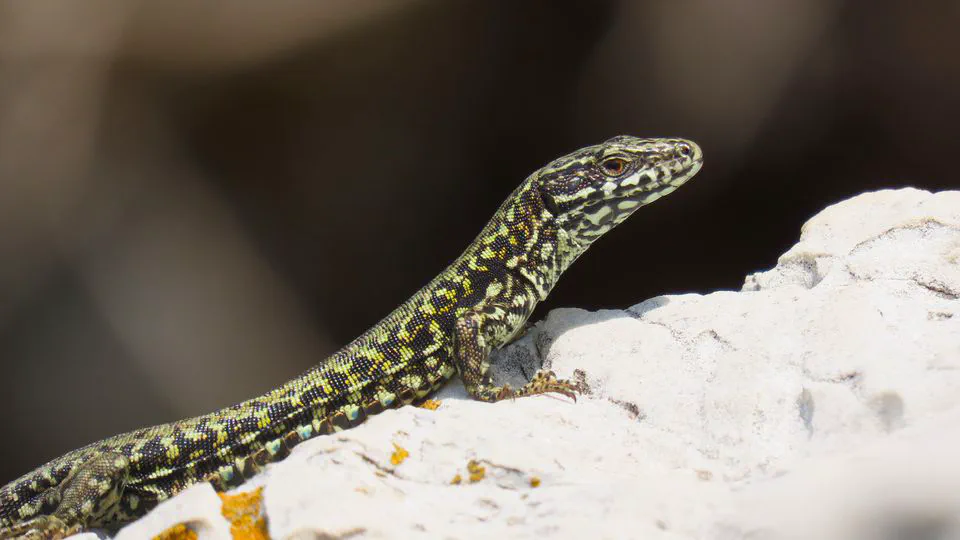 Wall lizards