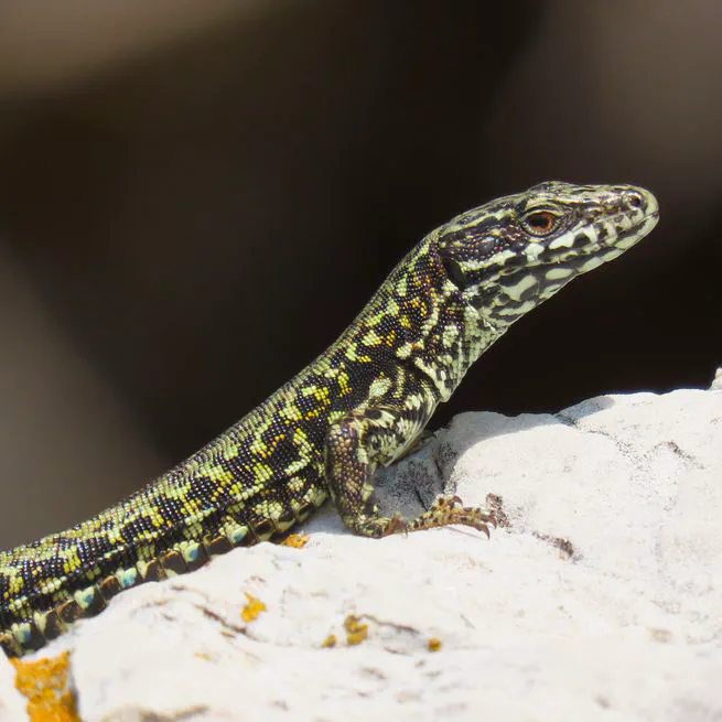 Wall lizards