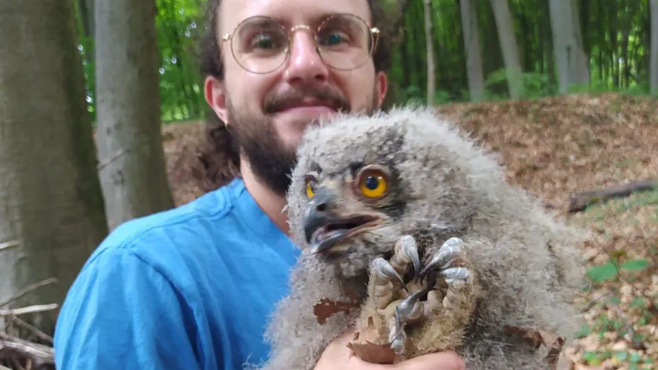 Ringing buzzard and eagle owl chicks