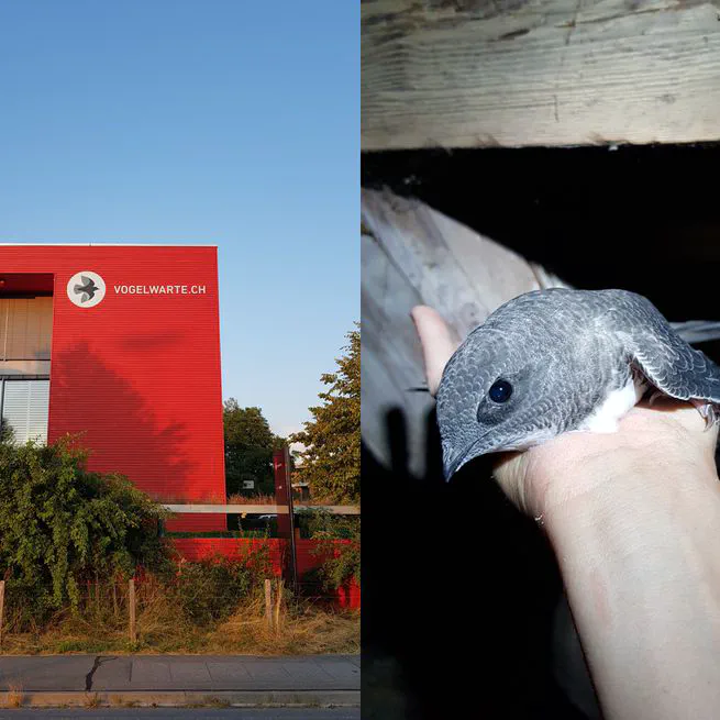 Talk and visit at Vogelwarte
