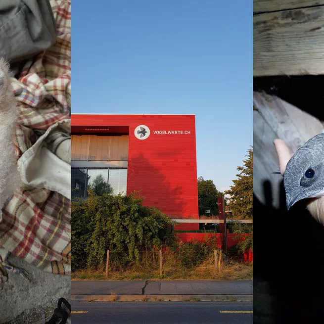 Talk and visit at Vogelwarte
