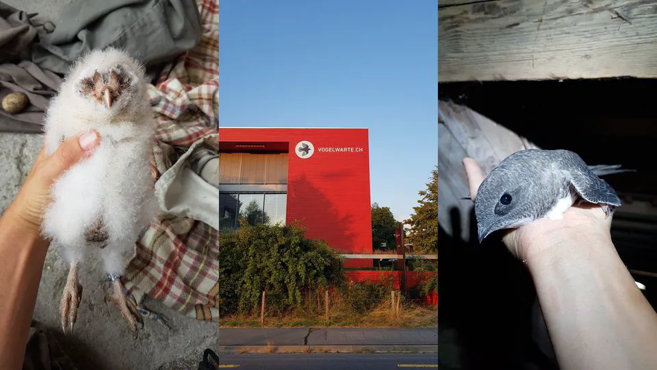 Talk and visit at Vogelwarte