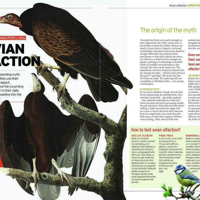 Magazine article on Avian Olfaction