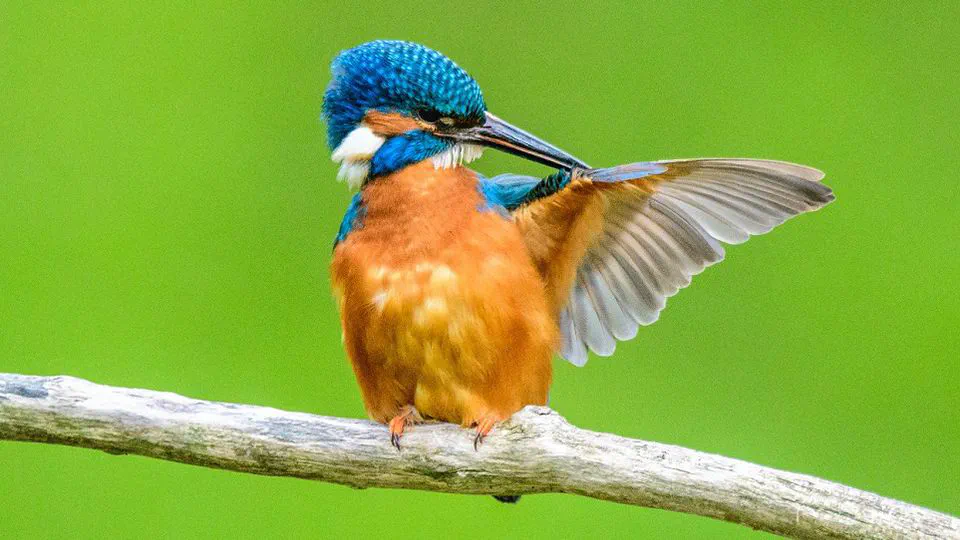 Articles for the BOU Blog