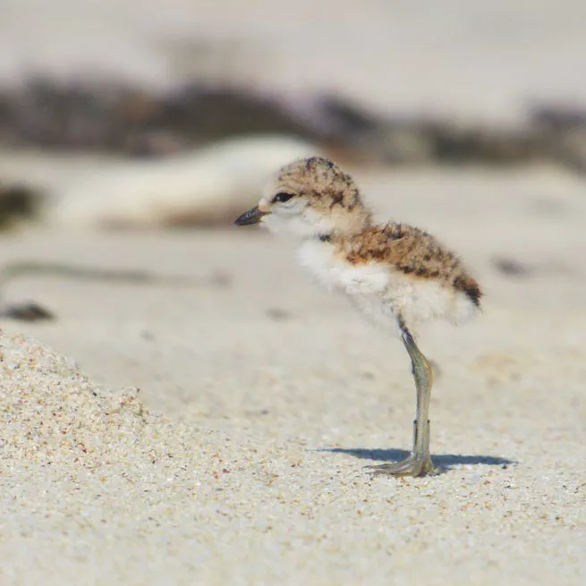 Can chicks smell their parents? No evidence of olfactory parent recognition in a shorebird