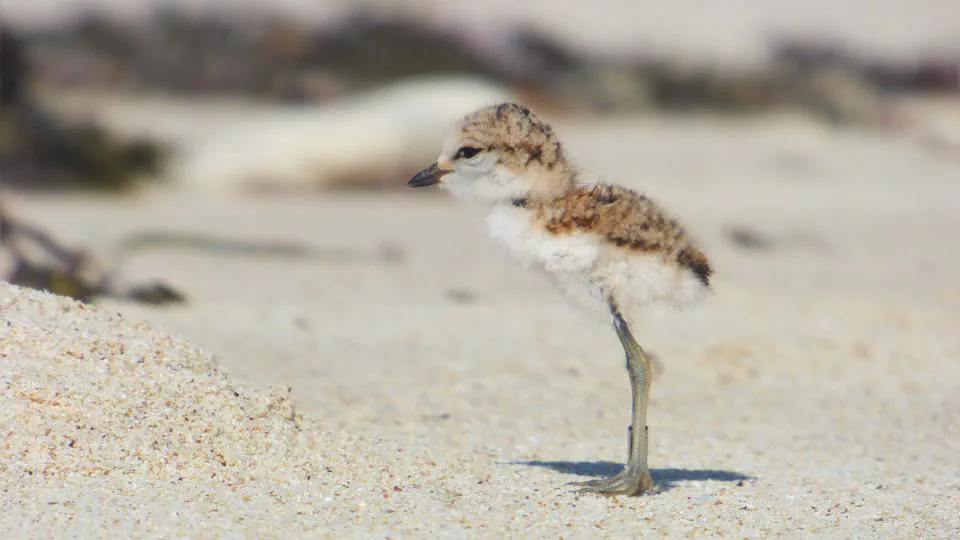 Can chicks smell their parents? No evidence of olfactory parent recognition in a shorebird