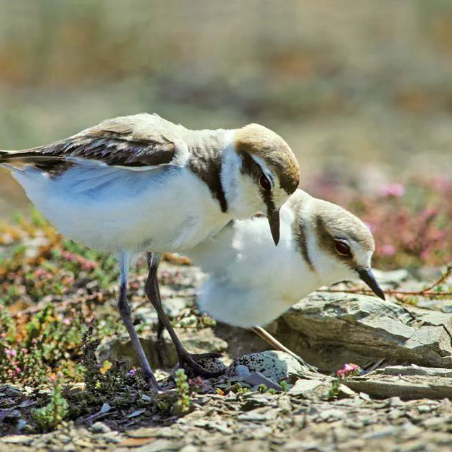 No sex difference in preen oil chemical composition during incubation in Kentish plovers