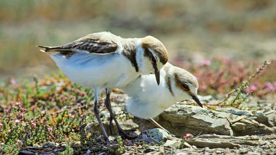 No sex difference in preen oil chemical composition during incubation in Kentish plovers