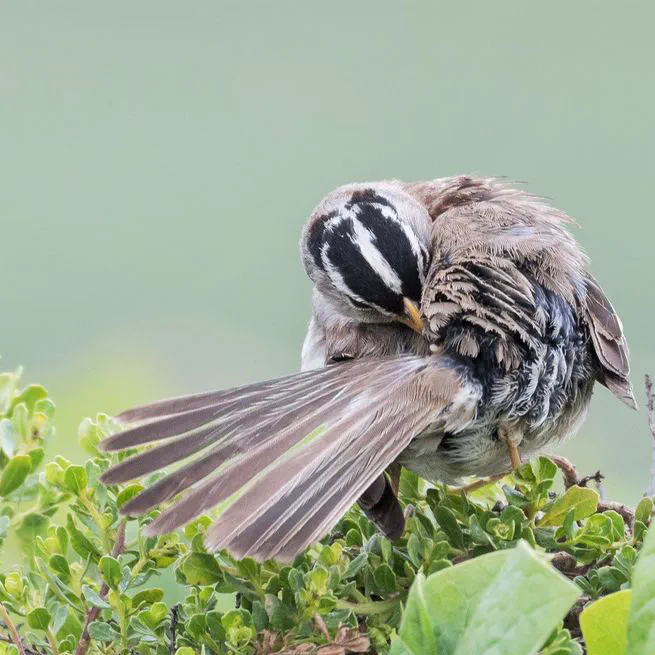 Olfactory camouflage and communication in birds