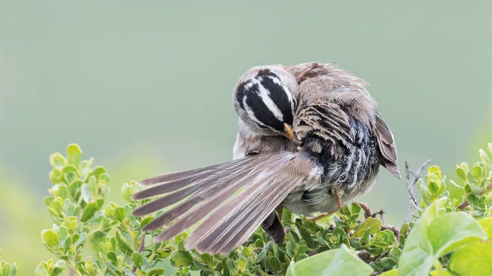 Olfactory camouflage and communication in birds