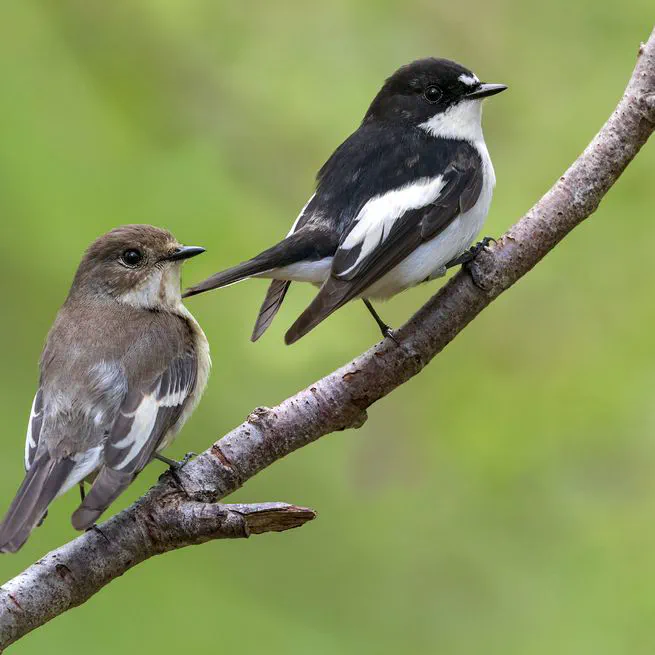 Chemical signatures in the preen oil of Pied Flycatchers: Testing reproducibility and exploring ontogeny