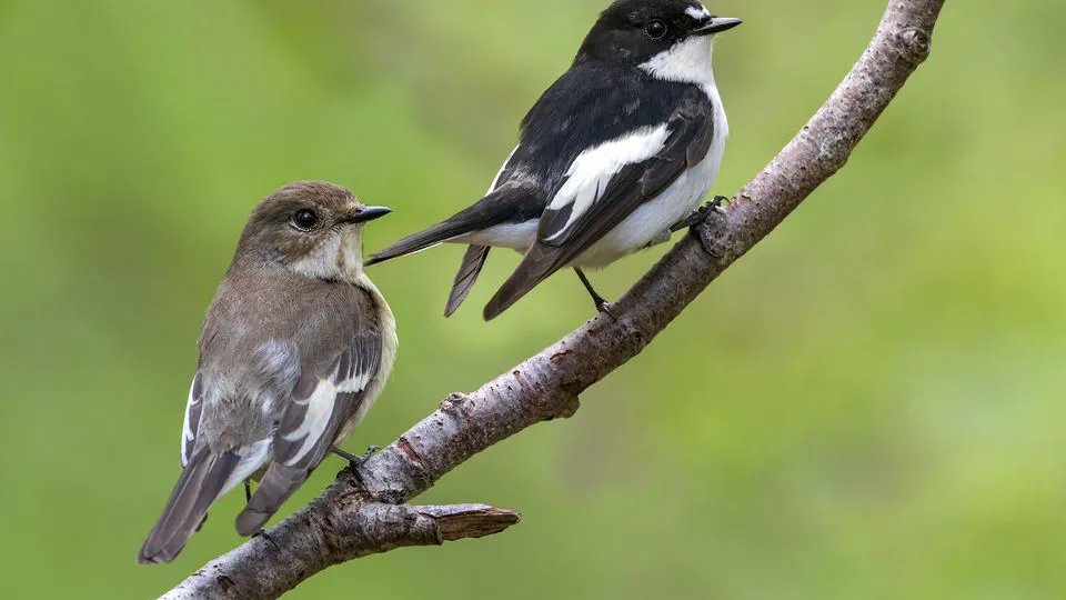 Chemical signatures in the preen oil of Pied Flycatchers: Testing reproducibility and exploring ontogeny
